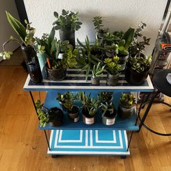 Various Succulents & Small Plants