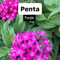 💜 Plant: Penta Purple