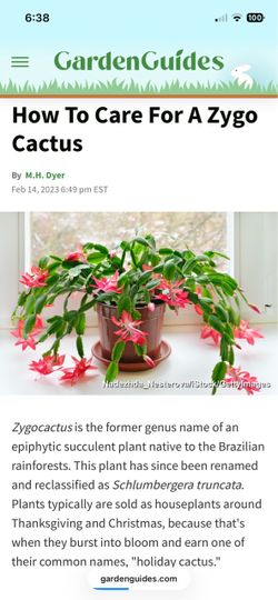 Healthy Houseplant (zygo cactus)