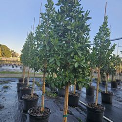 Green bottom wood tree prefect tall Hedge Full Green Ready For Planting