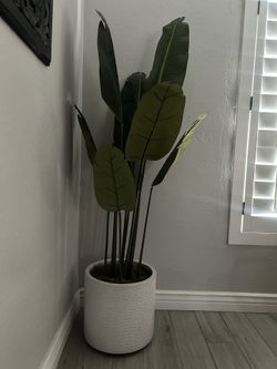 Plant