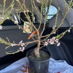 Miniature Peach/nectarine Trees