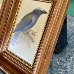 Temmincks Roller Bird Print - J. G. Keulemans  Beautifully Framed!!!t
