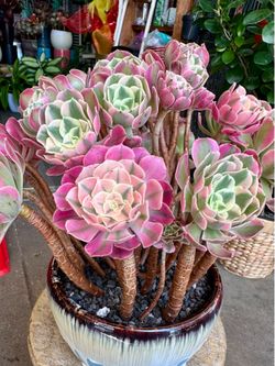 Rare Aeonium succulent imported sen đá Hàn Quốc