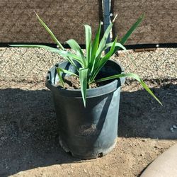 Yucca Gloriosa/Spanish Dagger