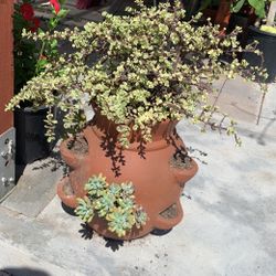 Succulent Pot