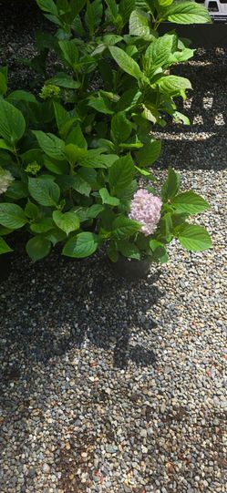 Beautiful Hydrangeas