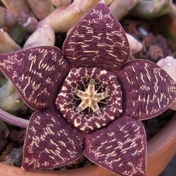 4” Variegated Orbea