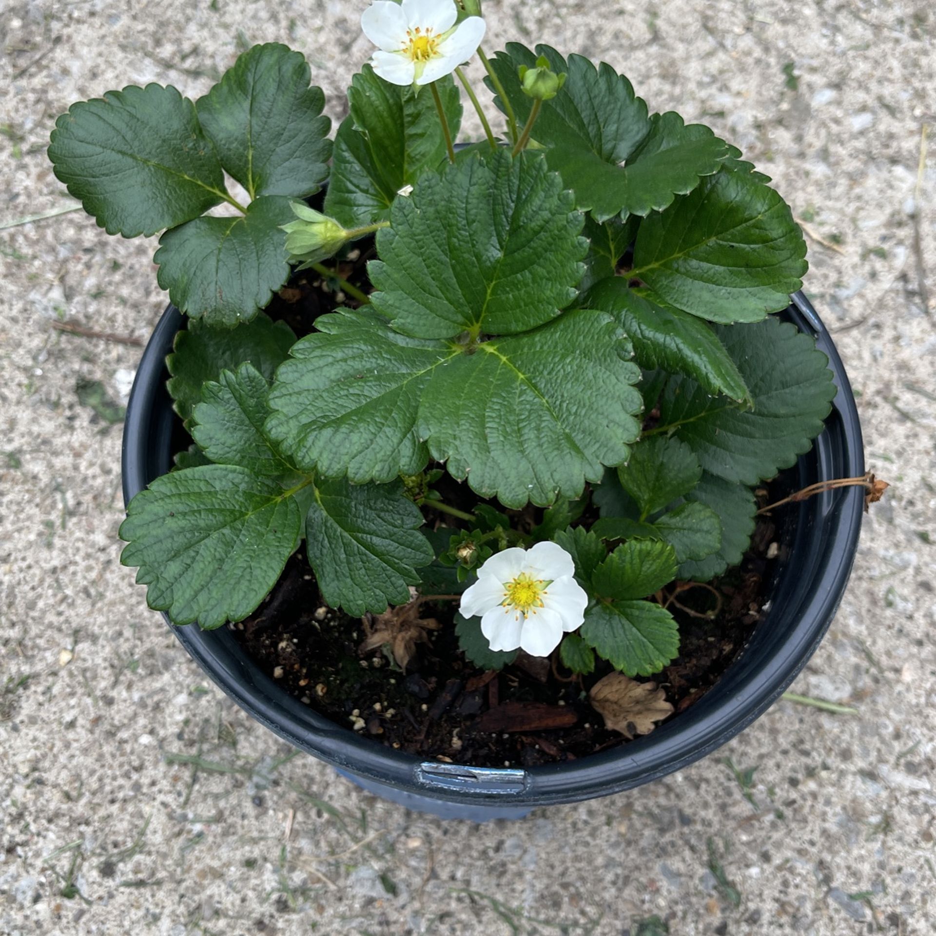 Strawberry Plant