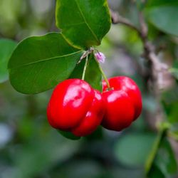 Barbados (acerola) Cherry