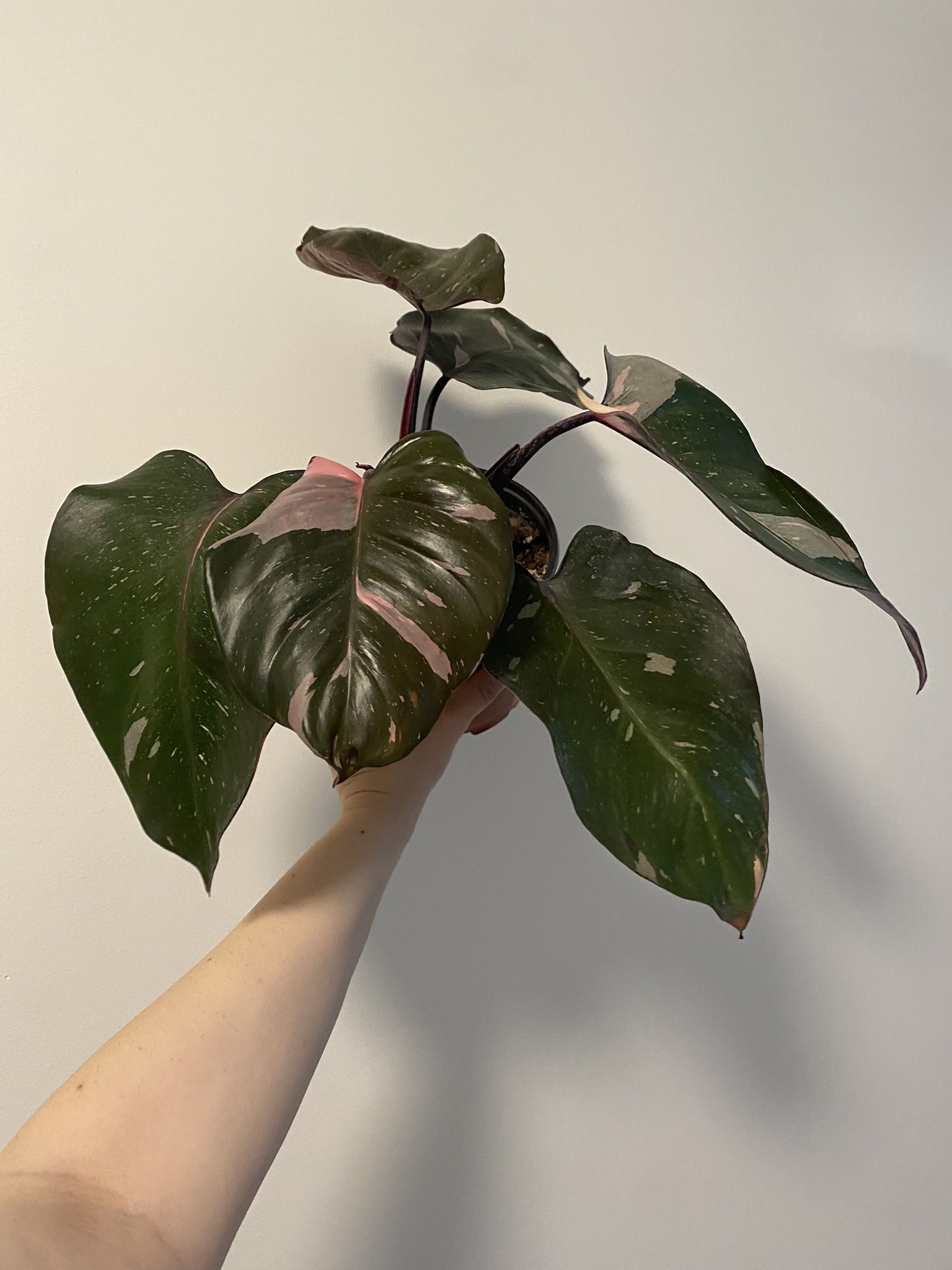 Philodendron Pink Princess Plant 6” Pot