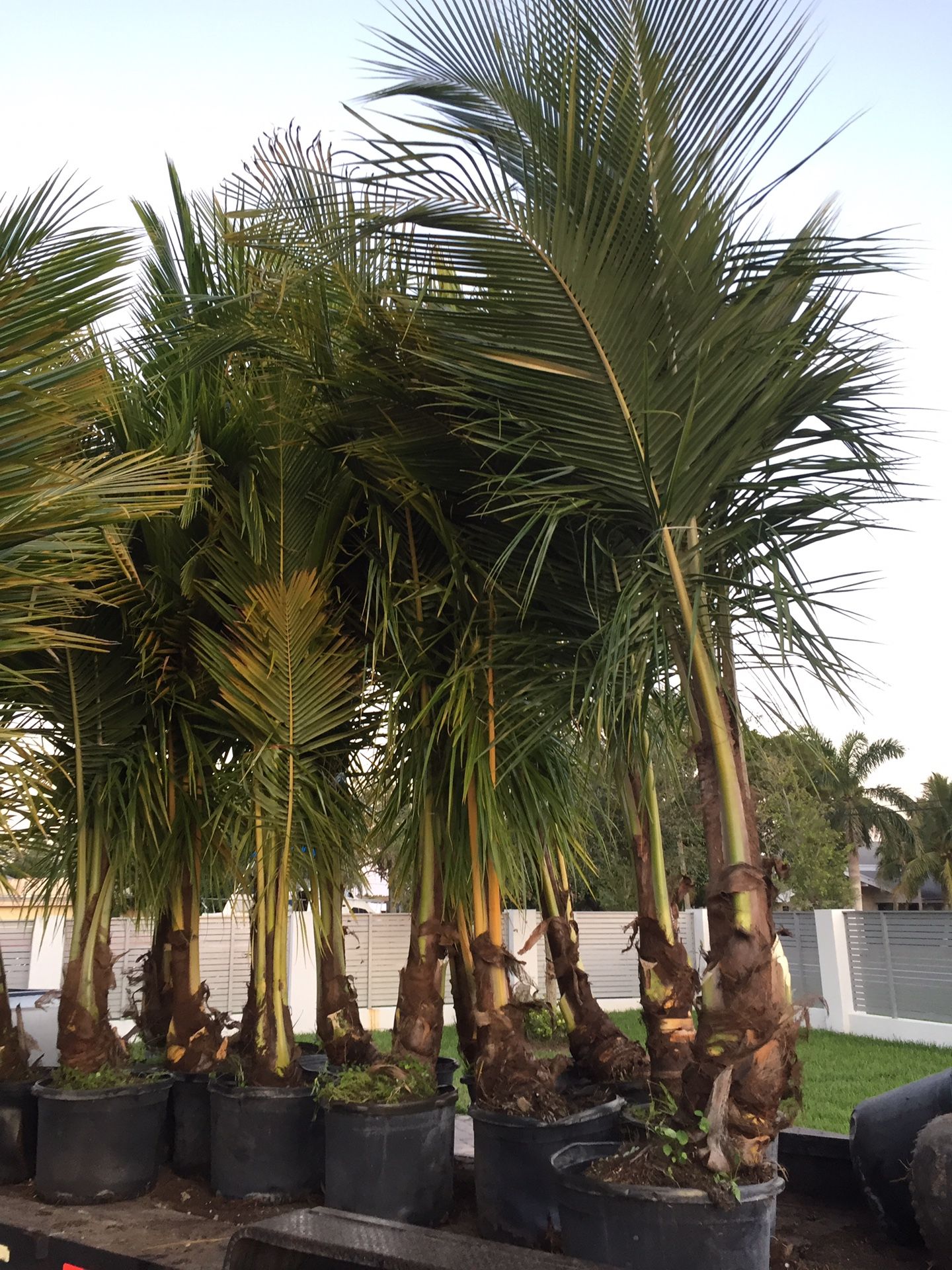 Yellow and green dwarf coconut palms