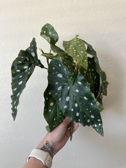 Faux Plant
