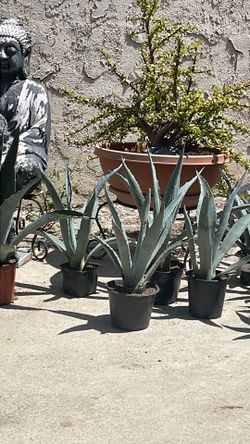 Agave