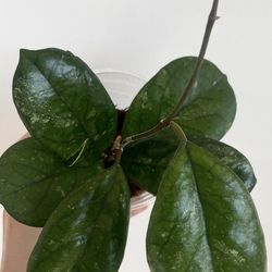 Hoya cv Elvis Splash