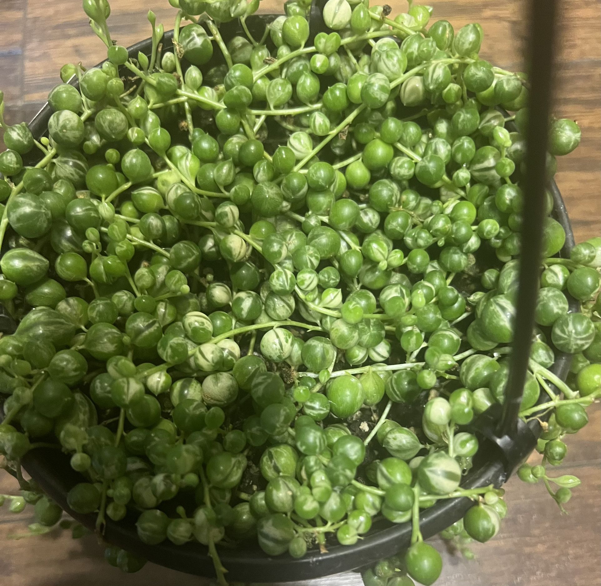 Variegated String Of Pearls Plant In 6 Inch Hanging Pot