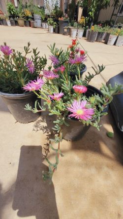 Plant for sale