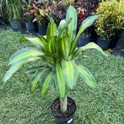 DRACAENA MASS CANE 1 (3 Gallon Pot) Indoor Air Purifying  