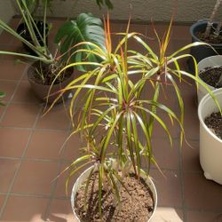 Dracaena Tricolor