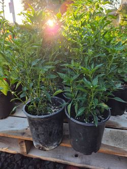 Chiltepin Pepper plant bolita