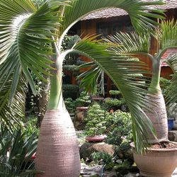 LIVE PLANT 3ft Bottle palm - Hyophorbe lagenicaulis -  Gargoulette Tree RARE