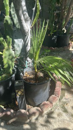 Palm tree