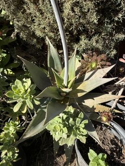 Aloe Vera Plant