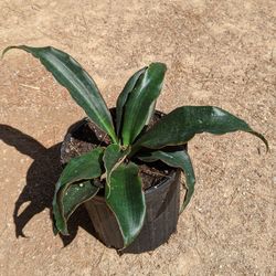 Emerald Star Succulent