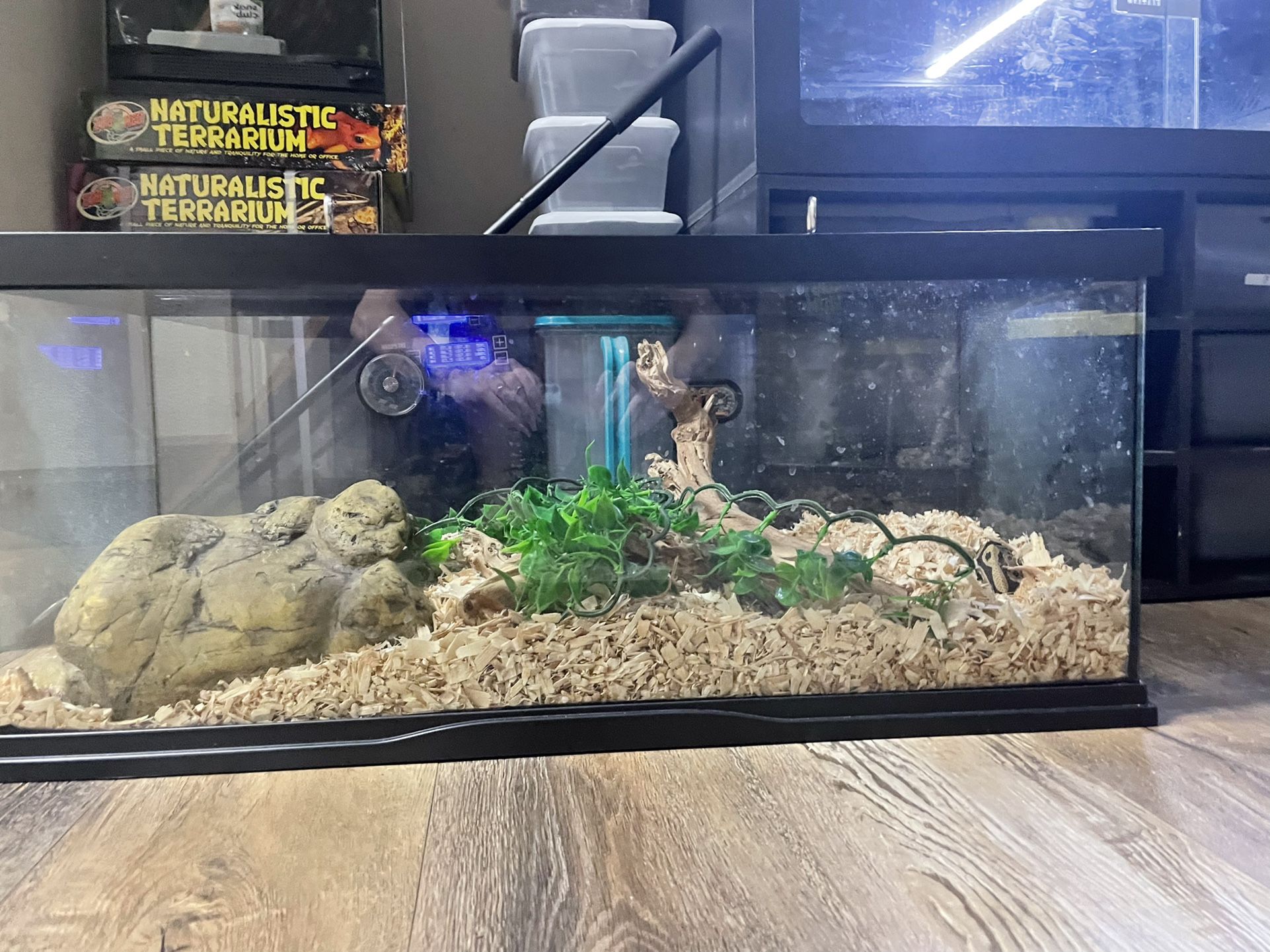 Ball Python And Enclosure