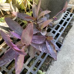 Purple Heart Tradescantia pallida Purple Flower Plant  Cash only  