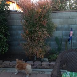 Firestick 20 Dollers