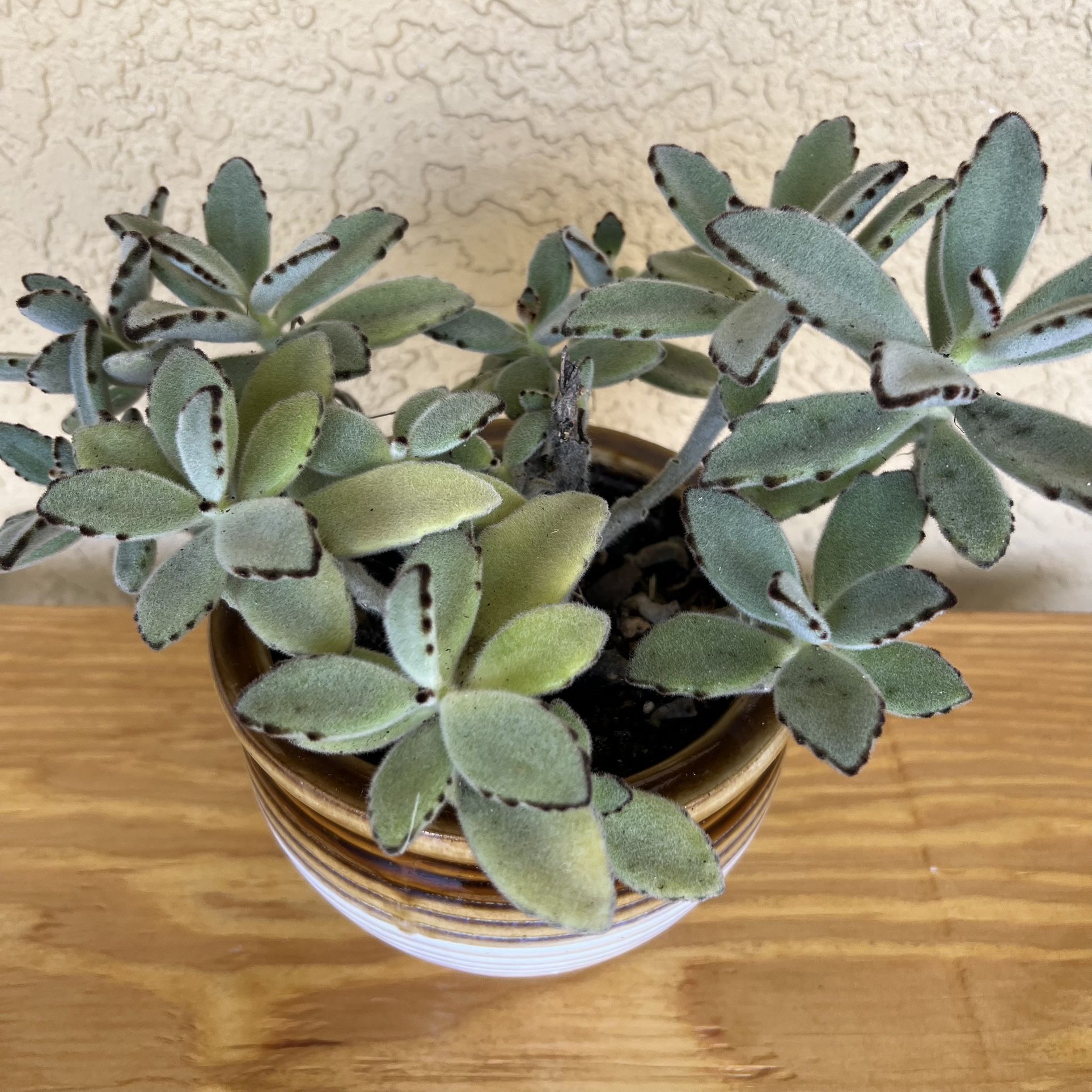 Kalanchoe tomentosa 'Chocolate Soldier' Plant