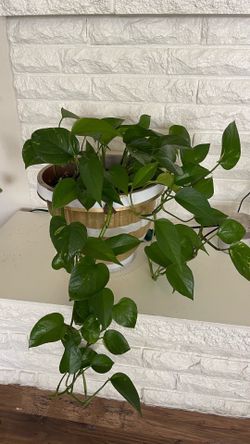 Medium size healthy pothos