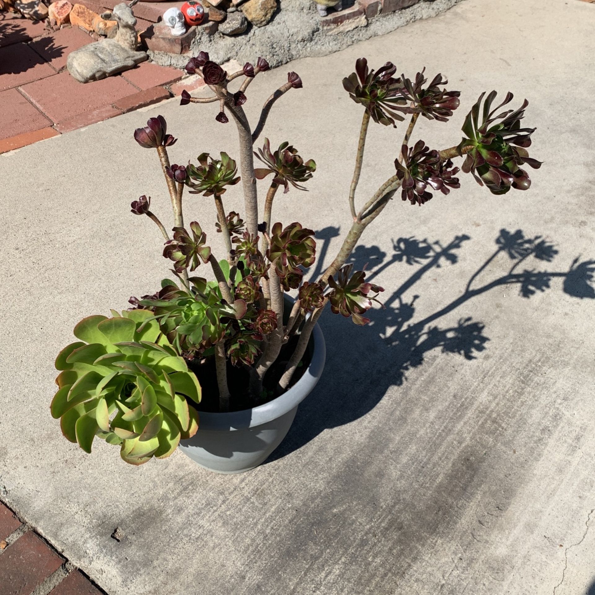 Canary aeonium & Black Rose Succulent In Large Pot Over 37 Inch High