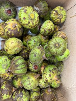 Fresh Green Figs