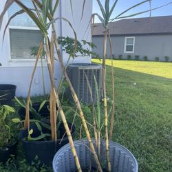 Sugar Cane 