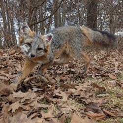 Taxidermy Grey Fox