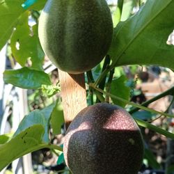 Passion Fruit "Frederick" 