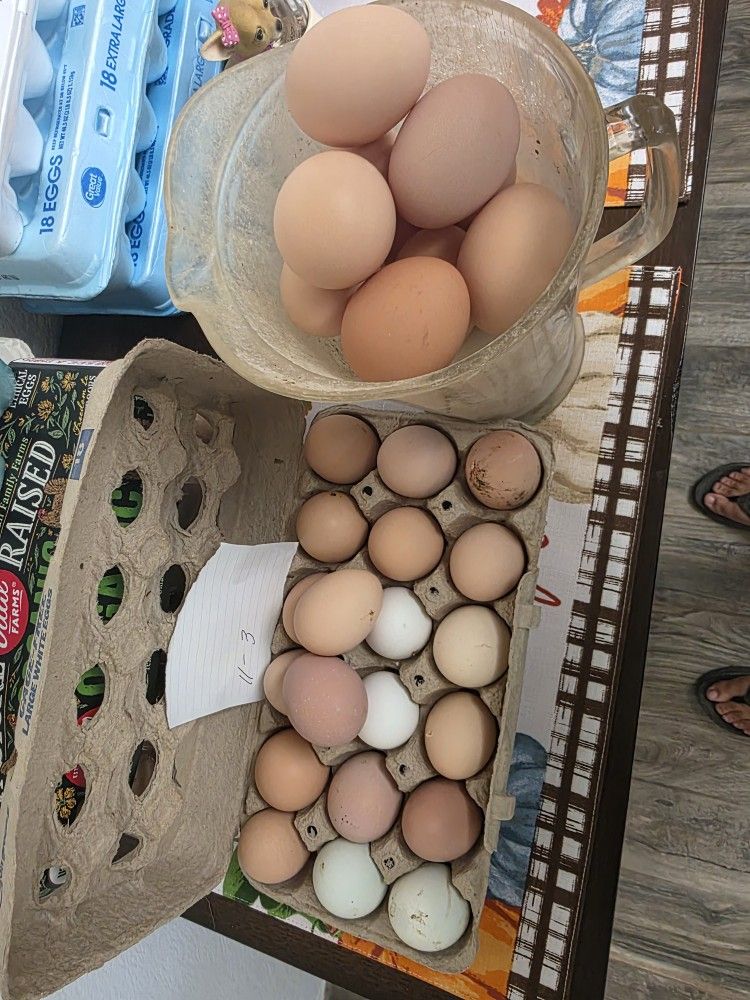 Fresh Farm EGGS 