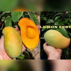 Lemon Zest Mango Grafted Trees 7gal 