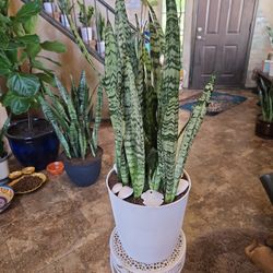 2ft 9in Tall  Sansevieria Snake Plant In Nice Plastic Pot With Shells 