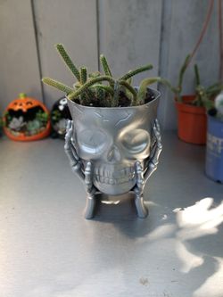 Rattail cactus skull
