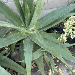 Aloe Vera