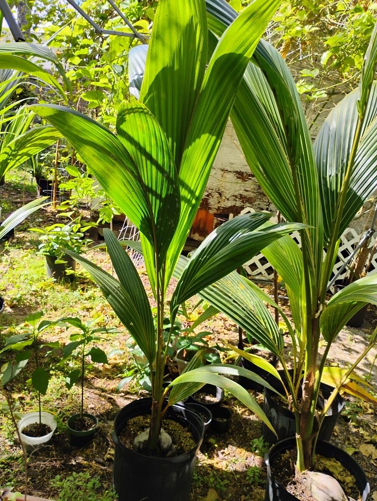 Se Venden Palmas De Coco En Masetas