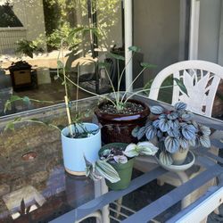 Collection  of 4 Plants 🌱 