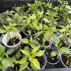 Organic Pepper Plants Starters