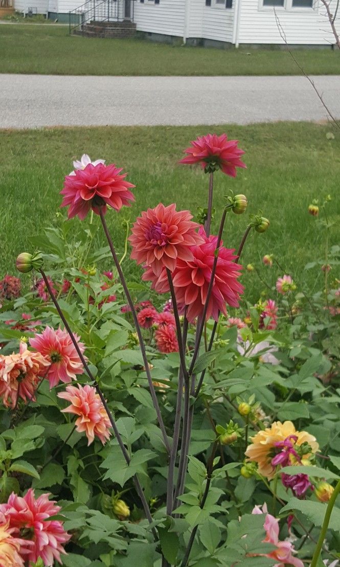 Dahlia Tubers And Plants I'm Looking For
