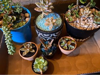 Succulents- great gifts! Start at $3