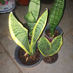 MULTI VERITY SNAKE PLANTS !!