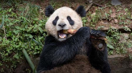 San Diego Zoo or Safari Park half off entry coupon